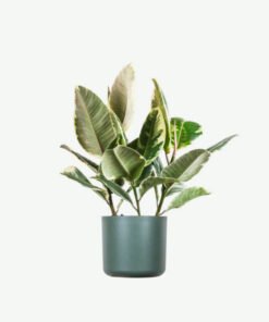 Calathea Beauty Star