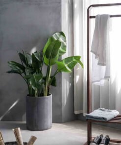 Plants Shop Product Gallery Img 12 247x296