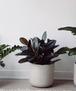 Plants Shop Product Gallery Img 13 247x296