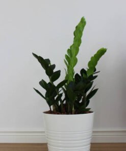 Plants Shop Product Gallery Img 19 247x296