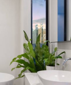 Plants Shop Product Gallery Img 20 247x296