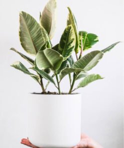 Plants Shop Product Gallery Img 5 247x296