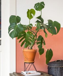 Plants Shop Product Gallery Img 6 247x296